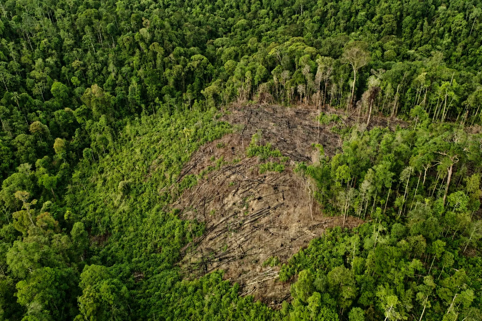 Aerial view of a forest opening surrounded by forest in the Bukit Batabuh landscape.