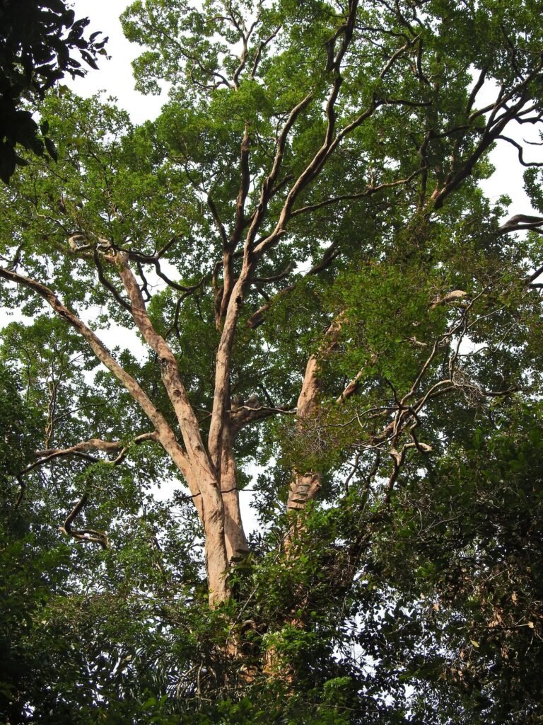 Mature forest canopy in the Bukit Betabuh landscape, Kuantan Singingi
