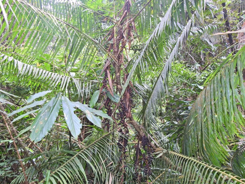 Fruit-bearing jernang rattan growing beneath forest canopy in Bukit Betabuh