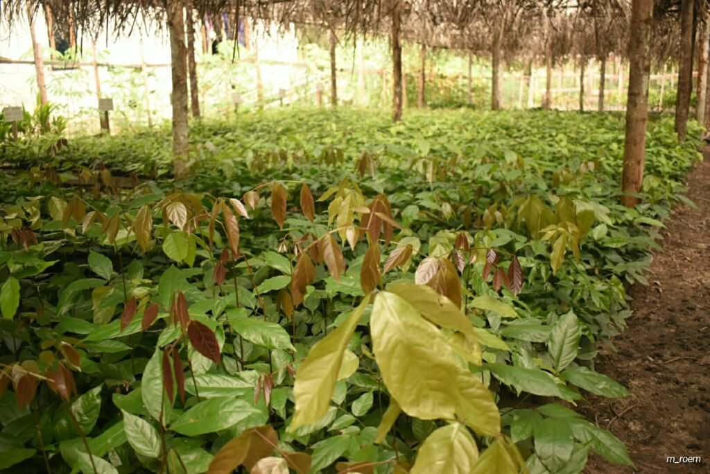 Tree seedlings growing in a community nursery in the Singingi landscape