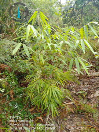 Young bamboo growing in the Tahura Sultan Syarif Hasyim restoration area