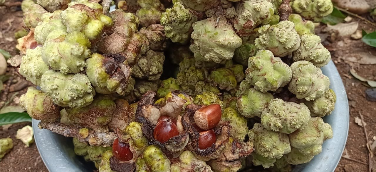 Fresh Barangan Ghumpal fruits with glossy brown nuts visible inside their outer casing