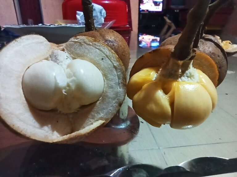 When Forgotten Forest Fruits Reached the City