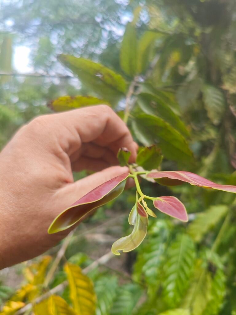 A medicinal plant documented with community knowledge holders in Lubuk Bigau