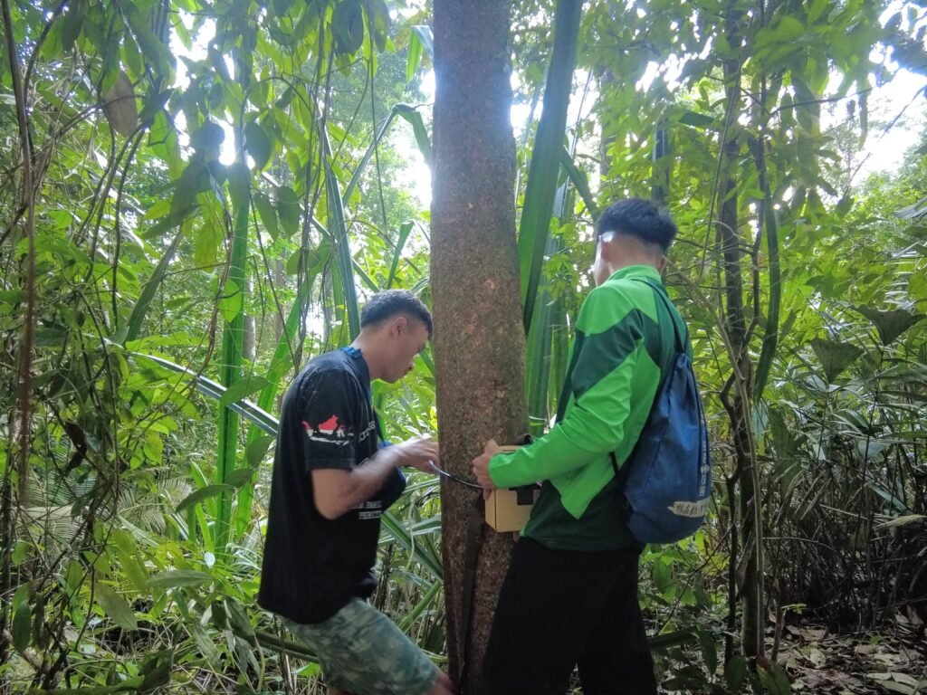 Local participants installing a camera trap on a tree in the forest around Lubuk Bigau
