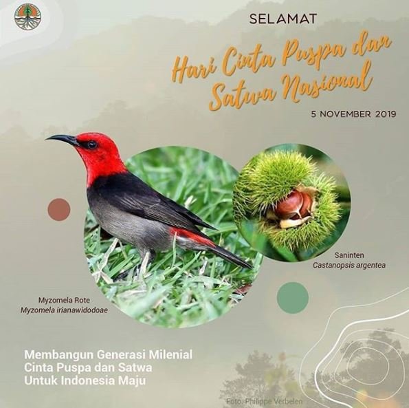 2019 National Flora and Fauna Day poster featuring Saninten Castanopsis argentea