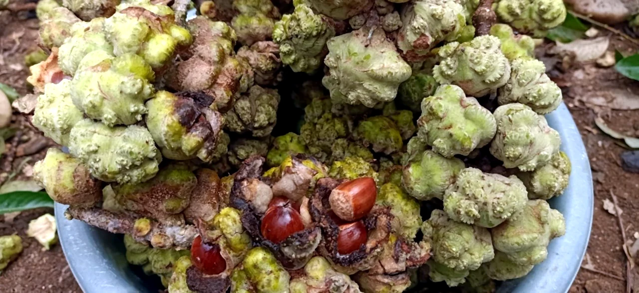 Buah Barangan Ghumpal segar dengan biji cokelat mengilap terlihat di dalam kulit luarnya.