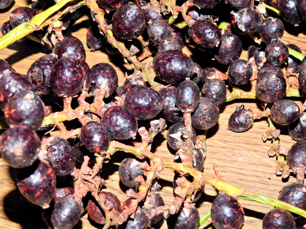 Dark jernang fruit is spread out with stems and plant material.