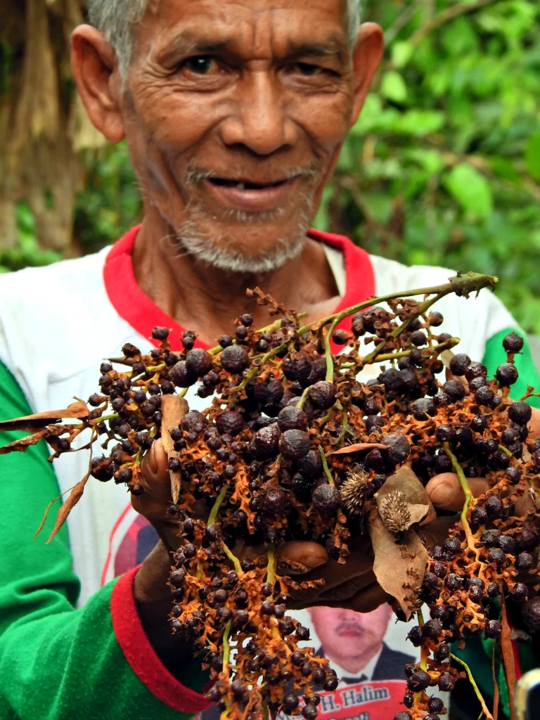 A man holds a cluster of jernang fruit in front of forest vegetation.