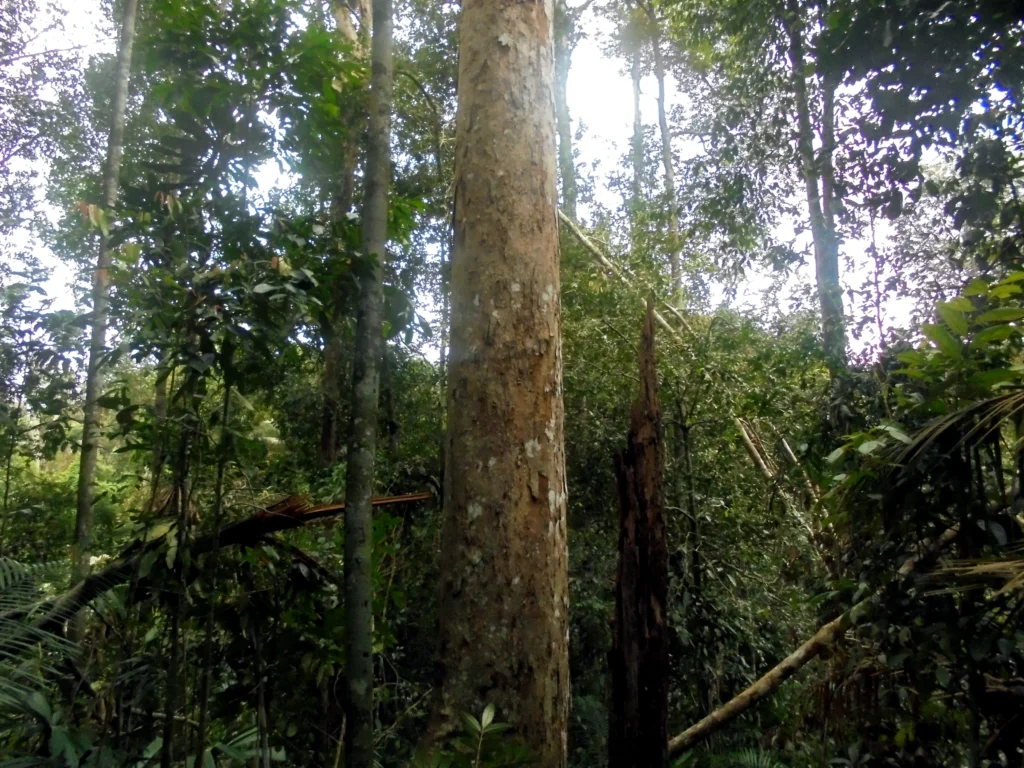 Tall tree trunks rise within a forest stand surrounded by dense vegetation.