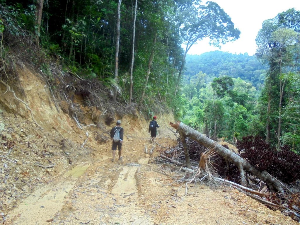 Two people walk along an unpaved forest road with a fallen tree beside the route.