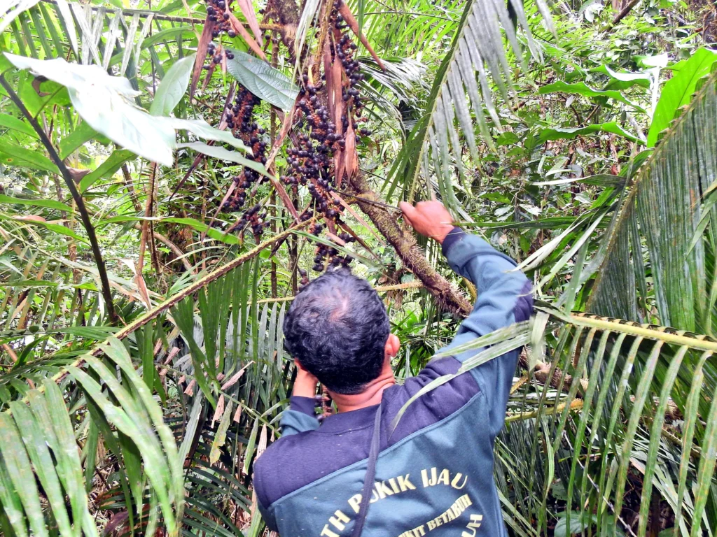 A man reaches for a cluster of jernang growing among forest vegetation.