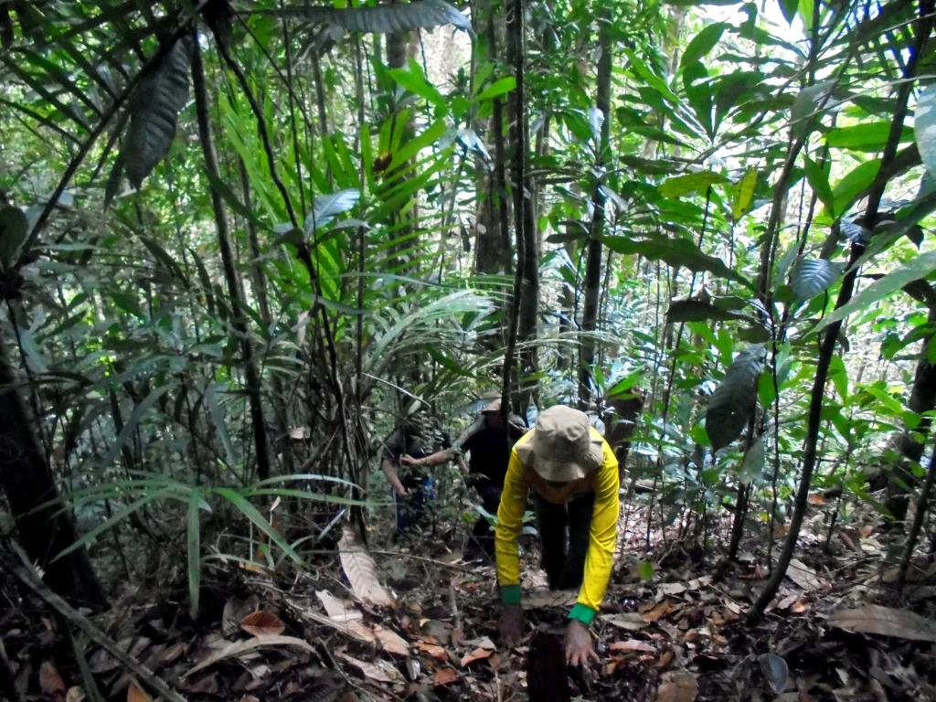 A field team member bends down to examine vegetation on the dense forest floor.