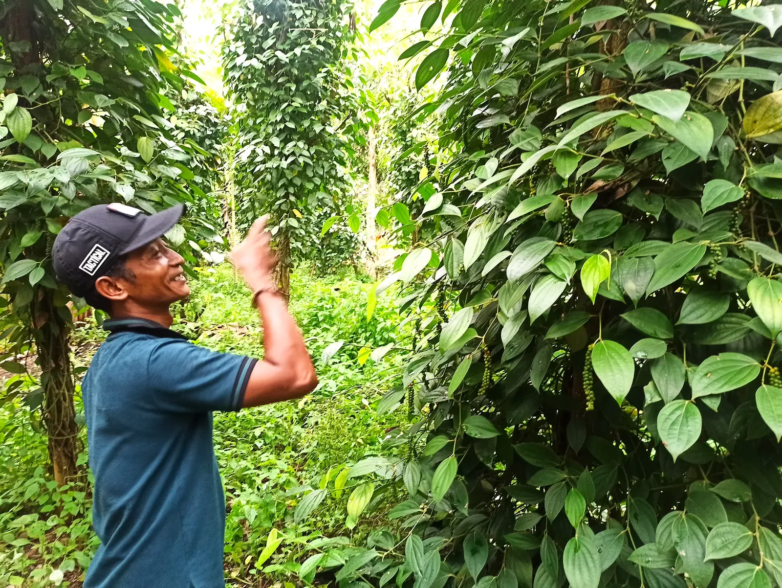 A community member examining pepper vines growing in a diversified farming system.