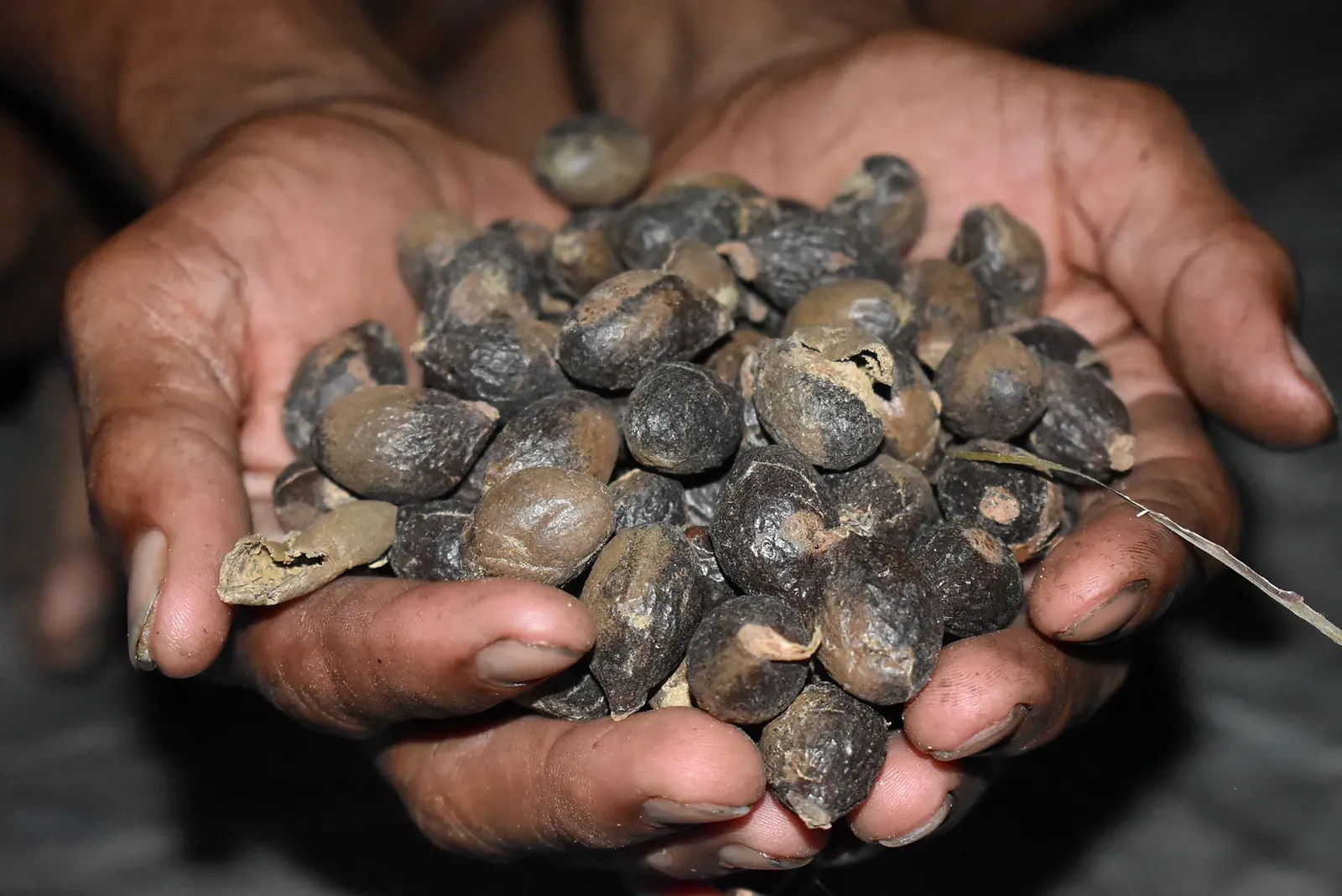 Forest fruits and seeds held in the hands of a community knowledge holder.