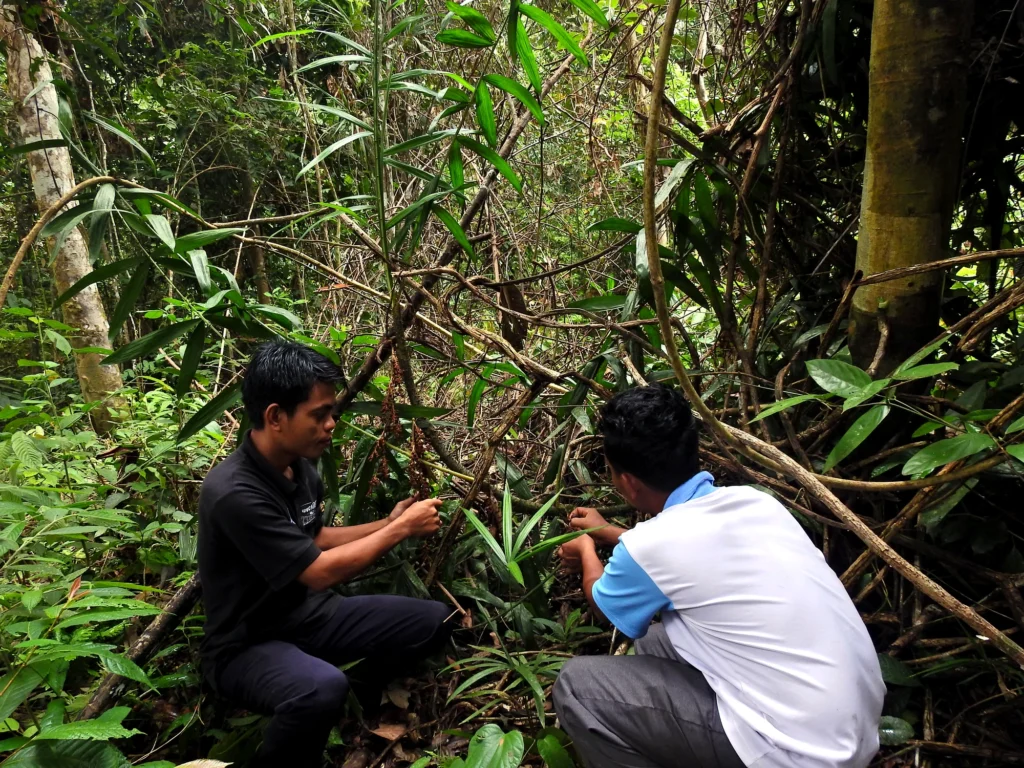 Two people crouch on the forest floor while examining plants among dense vegetation.