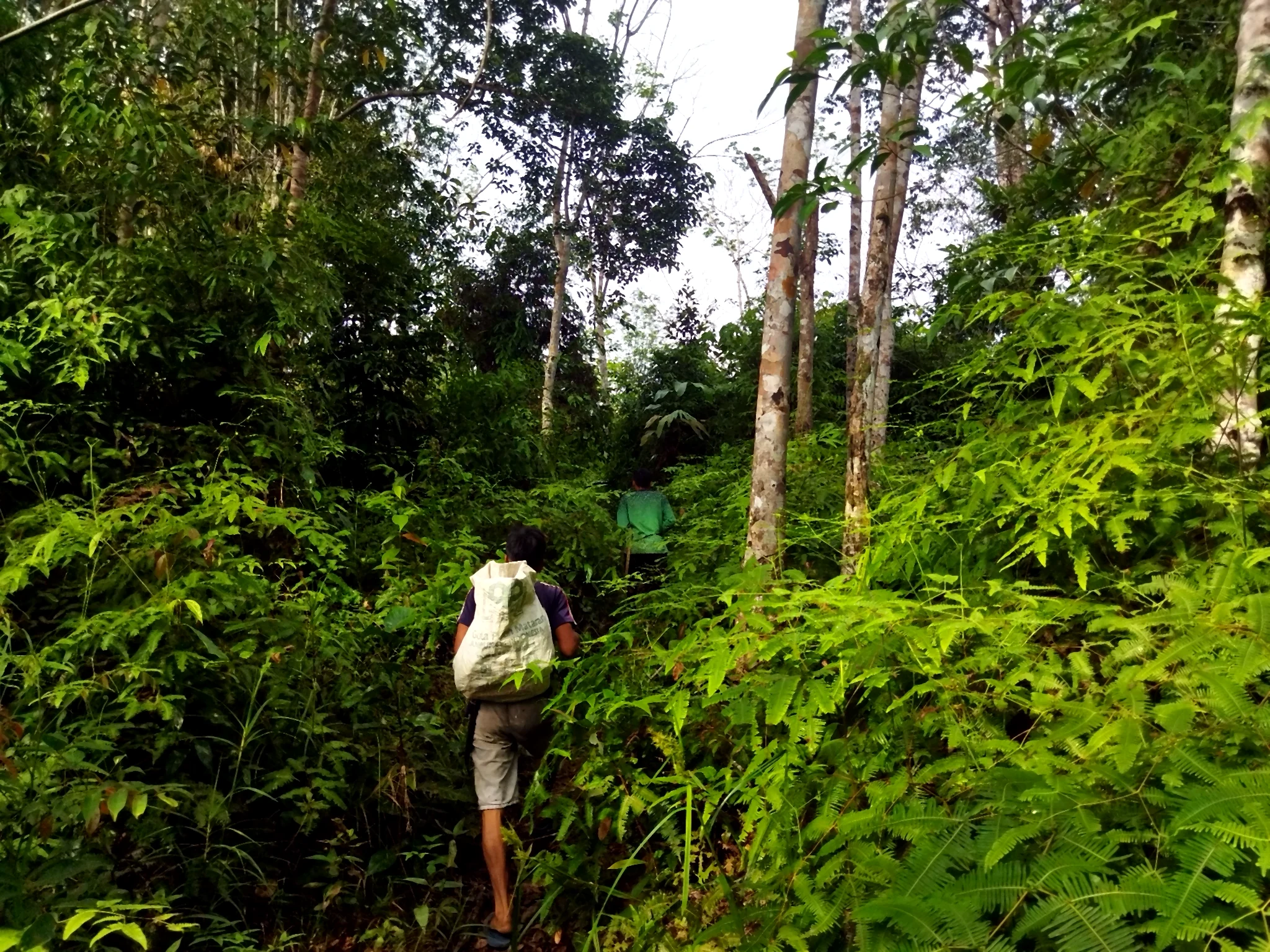 Two people walking uphill through dense forest vegetation, one carrying a large sack.