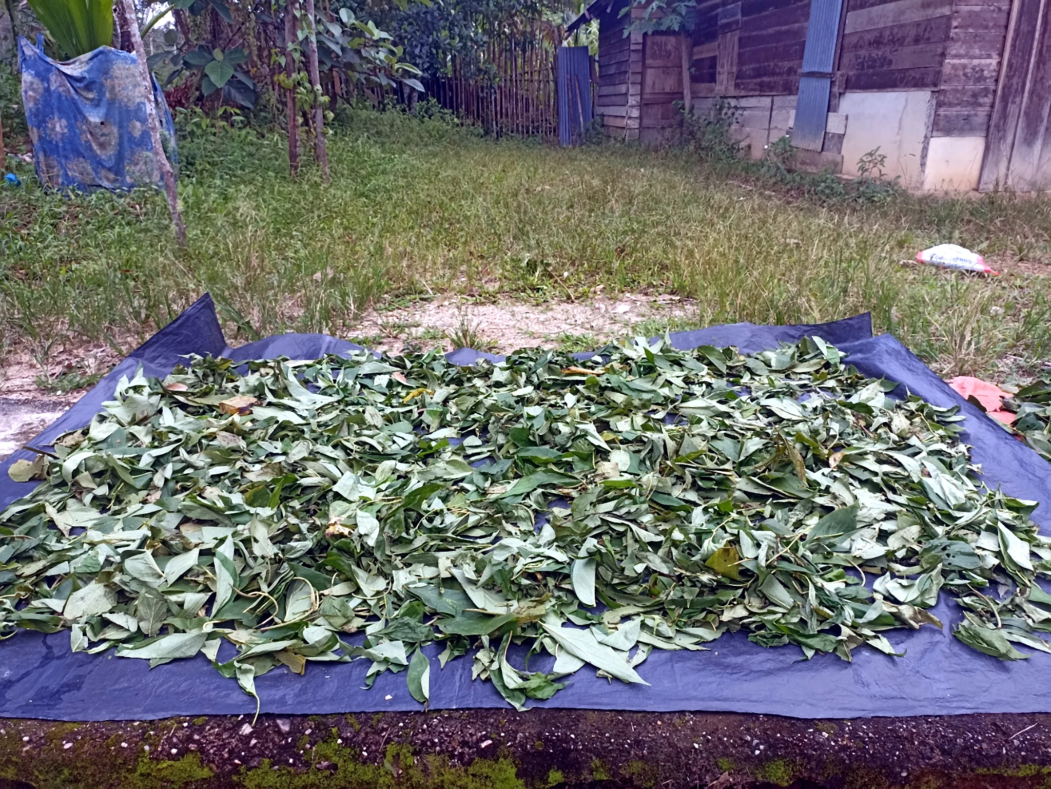 Freshly collected leaves spread over a black tarpaulin in a village yard.