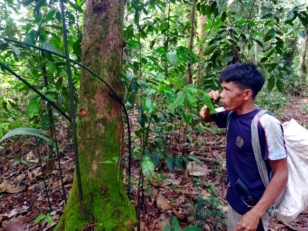 Searching the Forest for Essential Oils