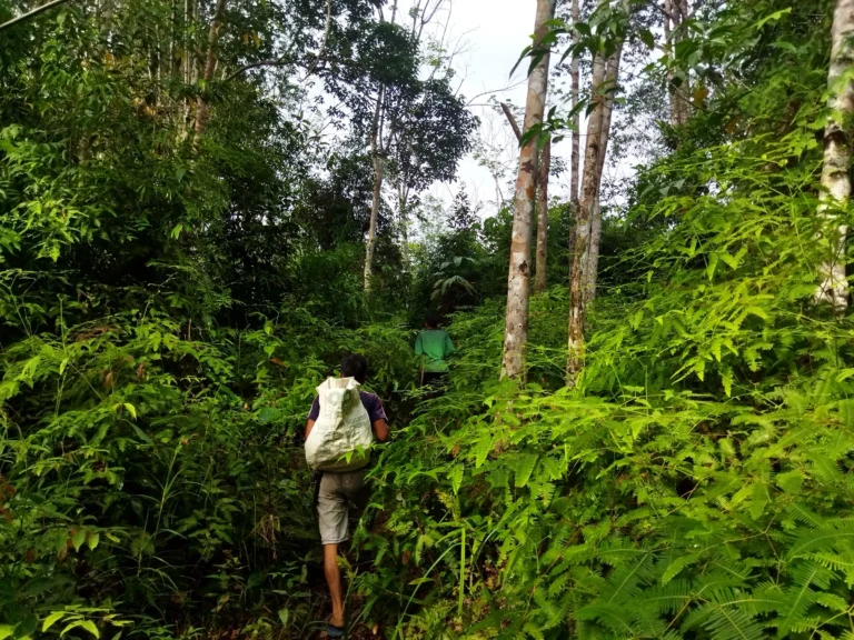 Two people walking through dense forest vegetation, one carrying a large sack.