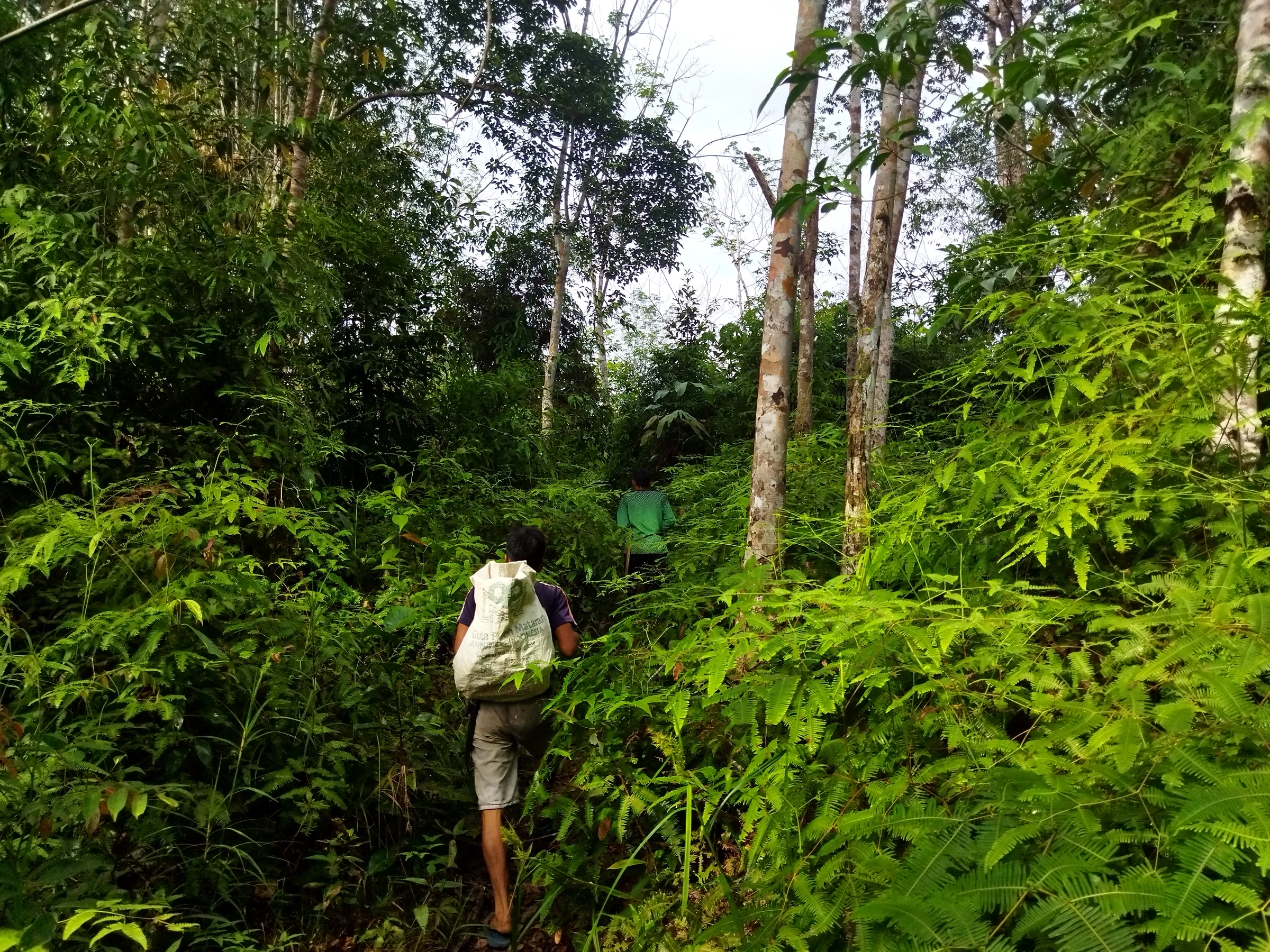 Community Livelihoods for Forest and River Conservation in Lubuk Bigau