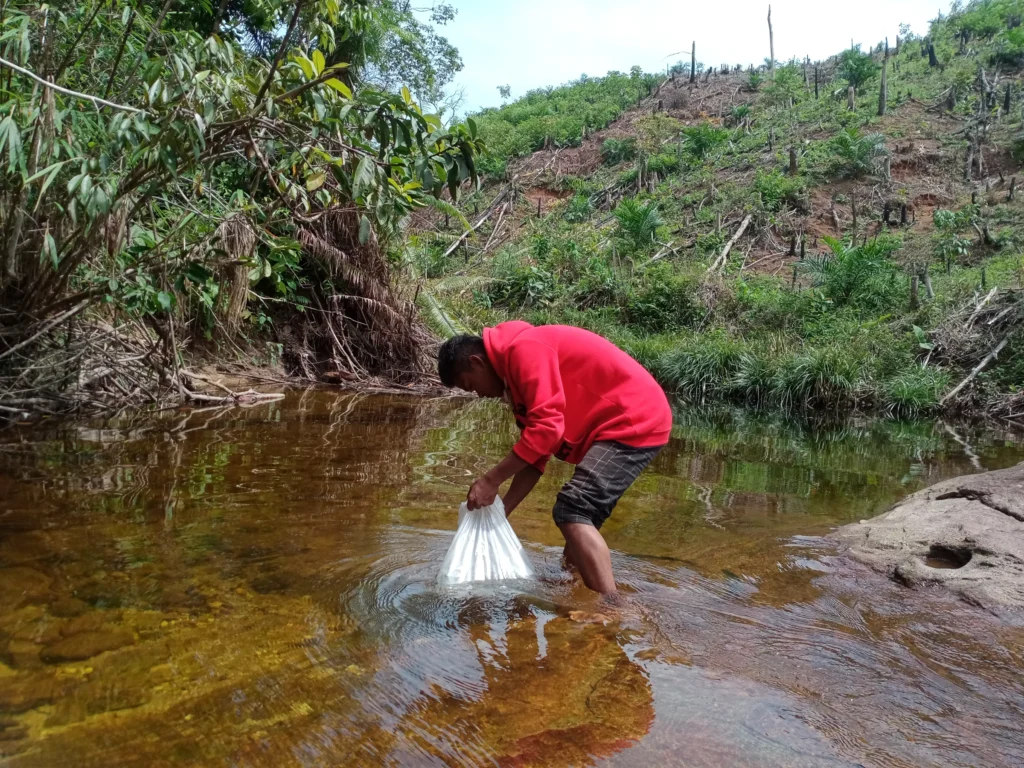 A man in a red shirt releasing fish seedlings from a plastic bag into a shallow forest stream.