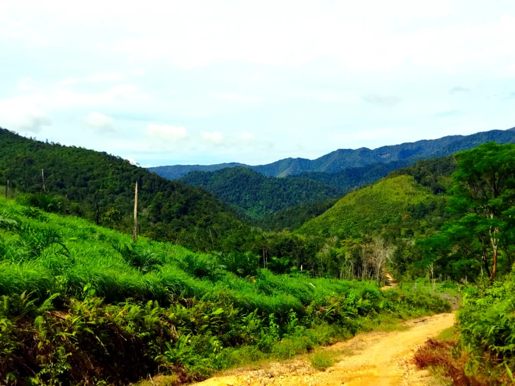 A dirt road through green hills and forested mountains near Lubuk Bigau.
