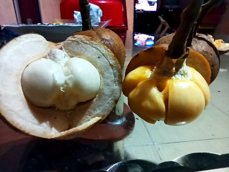 Buah Tampui Nasi dan Tampui Kunyik yang dibelah memperlihatkan daging berwarna putih dan kuning.
